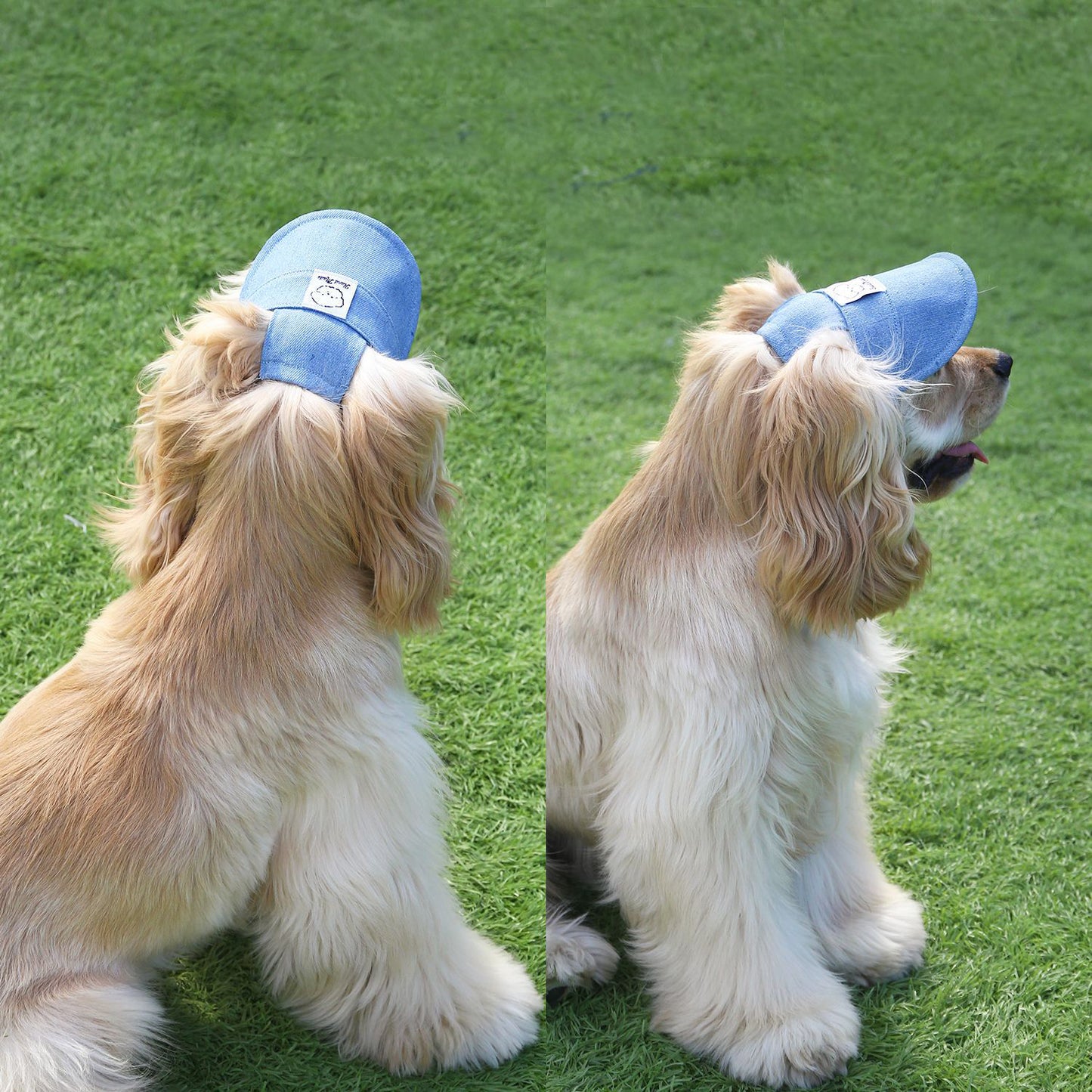 🧢Gorra Beisbolera para Peluditos: Estilo, Comodidad y Protección al Sol 🐾
